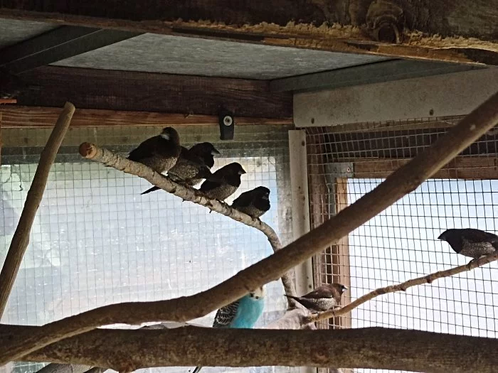 Chůvičky japonské