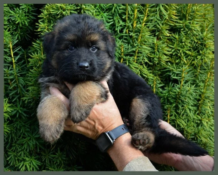 německý ovčák - štěňátka