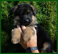 německý ovčák - štěňátka