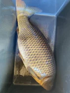 Prodám trofejní kapry