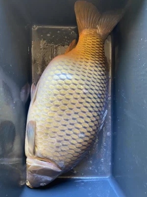 Prodám trofejní kapry