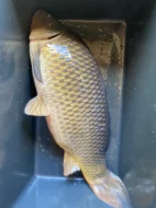 Prodám trofejní kapry