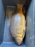 Prodám trofejní kapry