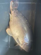 Prodám trofejní kapry