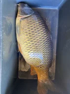 Prodám trofejní kapry