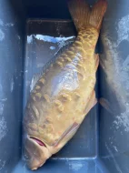 Prodám trofejní kapry