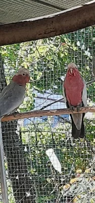 Kakadu růžové