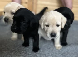 Labradorský retrívr - štěňátka s PP (černé fenky)