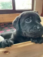 Labradorský retrívr - štěňátka s PP (černé fenky)