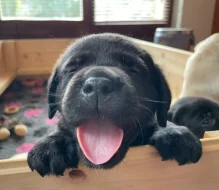 Labradorský retrívr - štěňátka s PP (černé fenky)