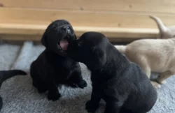 Labradorský retrívr - štěňátka s PP (černé fenky)