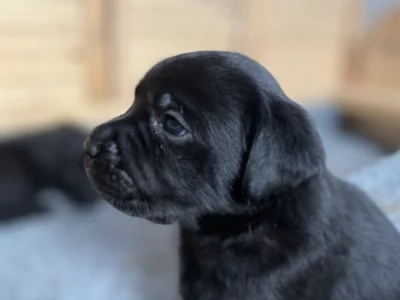 Labradorský retrívr - štěňátka s PP (černé fenky)