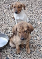 Štěňátka kříženec