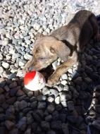 Štěňátka kříženec