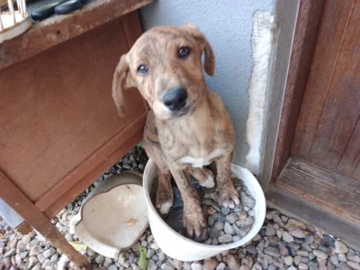 Štěňátka kříženec