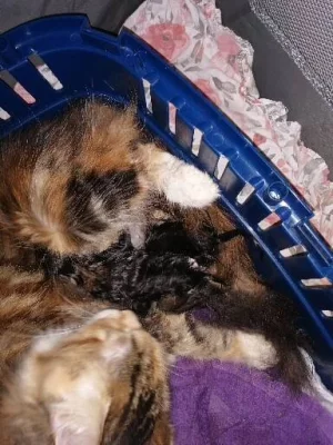 Mainská mývalí koťátka