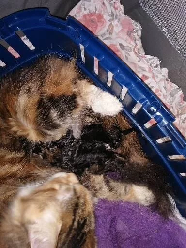 Mainská mývalí koťátka