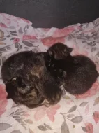 Mainská mývalí koťátka