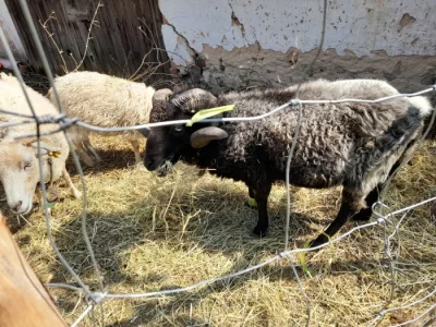 Hodny beranek quesantsky