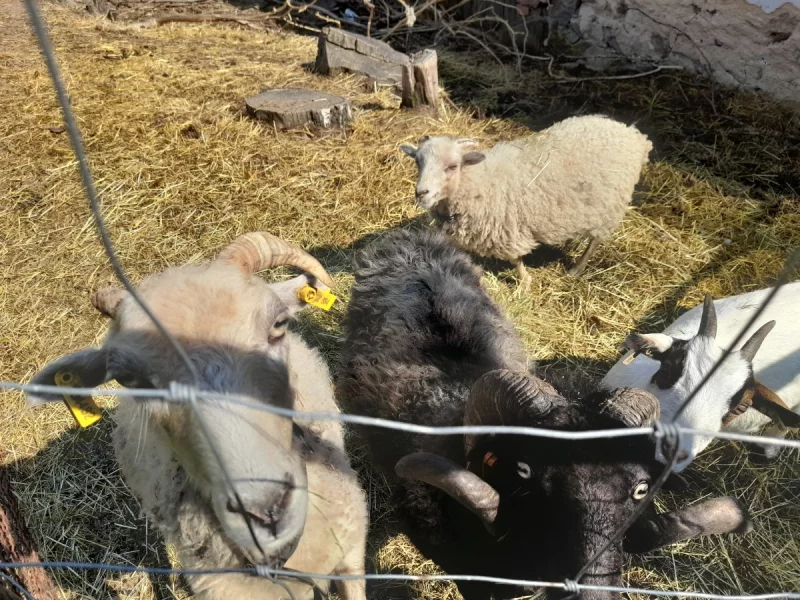 Hodny beranek quesantsky