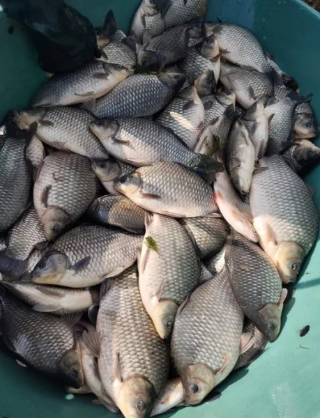 Prodám tržního Karase