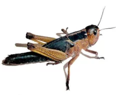 Myši, potkani a krmný hmyz