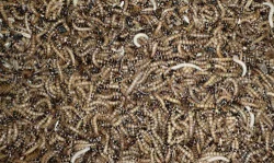 Myši, potkani a krmný hmyz