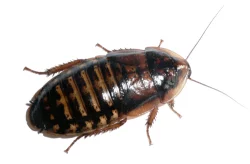 Myši, potkani a krmný hmyz