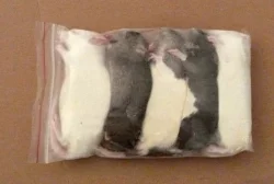 Myši, potkani a krmný hmyz