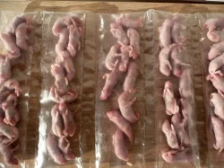 Myši, potkani a krmný hmyz