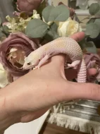 Samice WY raptor 50% het DB