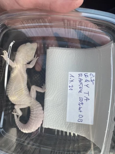 Samice WY raptor 50% het DB