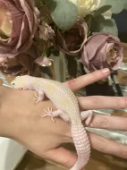 Samice WY raptor 50% het DB