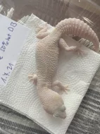 Samice WY raptor 50% het DB