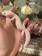 Samice WY raptor 50% het DB