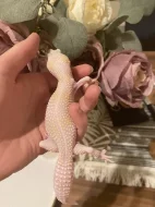 Samice WY raptor 50% het DB