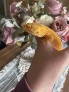 Samice sunglow bel albino