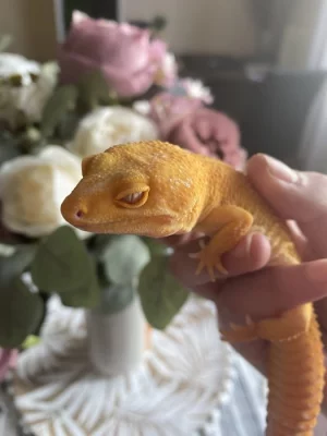 Samice sunglow bel albino