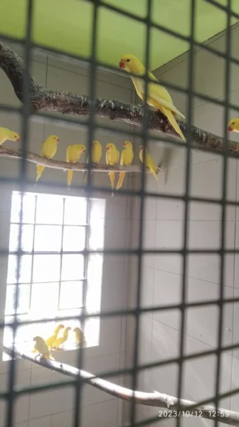 Alexandr malý lutino