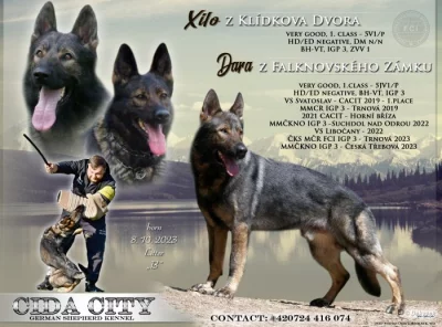 Štěňata německého ovčáka