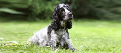 Anglický kokršpaněl