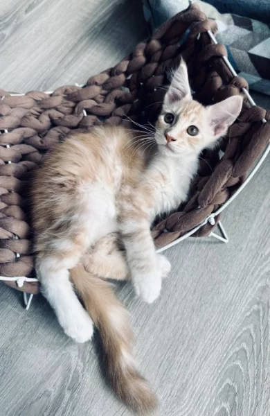 Kotě s PP - Mainská mývalí - krémový mramor