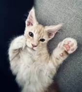 Kotě s PP - Mainská mývalí - krémový mramor