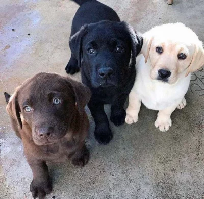 Krásná štěňátka labradora