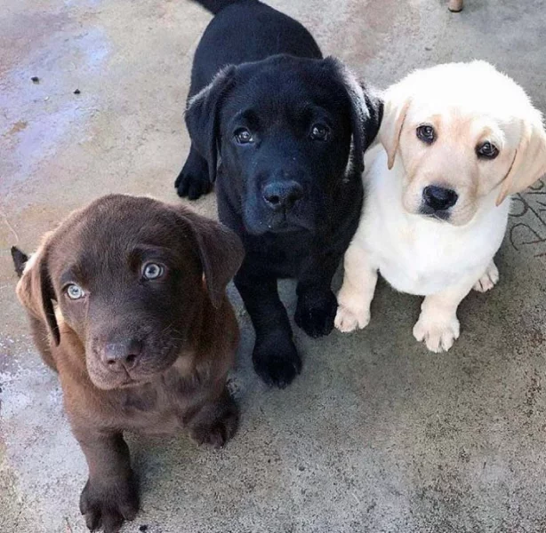 Krásná štěňátka labradora