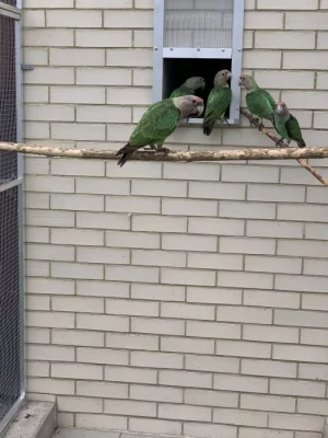 Papoušek šedohlavý p. f. suahelicus