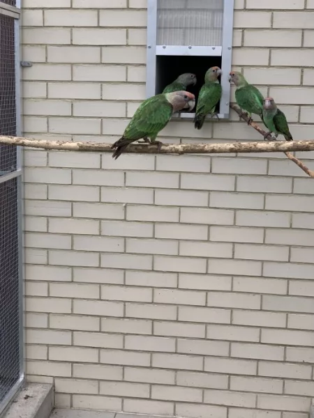 Papoušek šedohlavý p. f. suahelicus