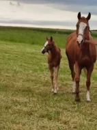 APH PELONIE SHINIG MOON