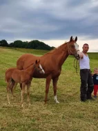 APH PELONIE SHINIG MOON