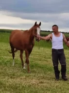 APH PELONIE SHINIG MOON